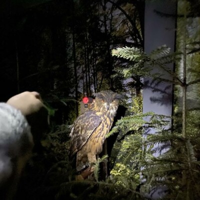 Eagle owl in the exhibition