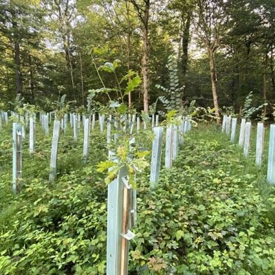 Greenhouses with young trees