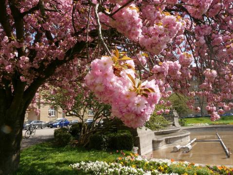 Frühlingsfieber: Blühende Kirschen und Magnolien in Karlsruhe 